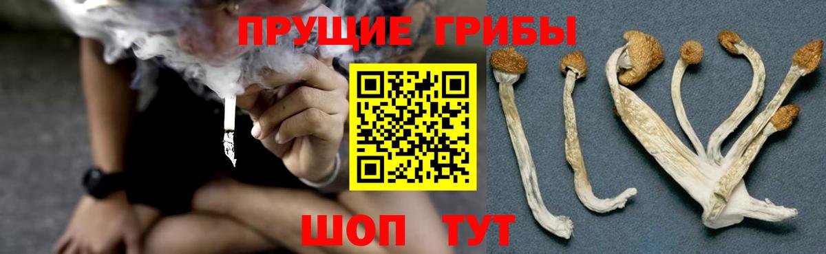 Галлюциногенные грибы Cubensis Саянск